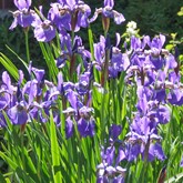 Bearded Iris